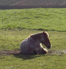 horse out in the rain