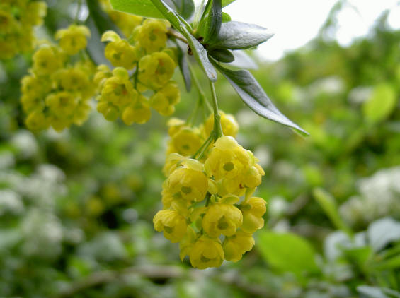 gele bloemetjes...