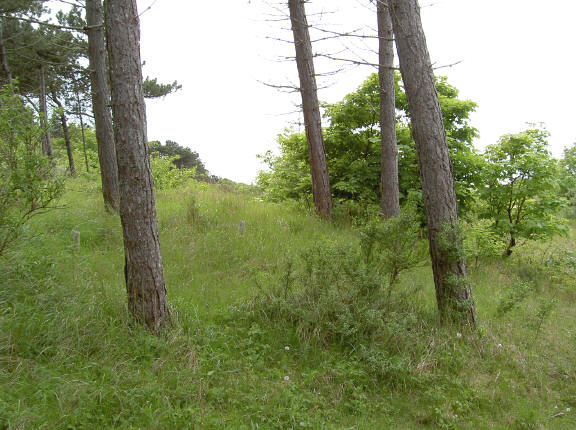 scheve bomen...