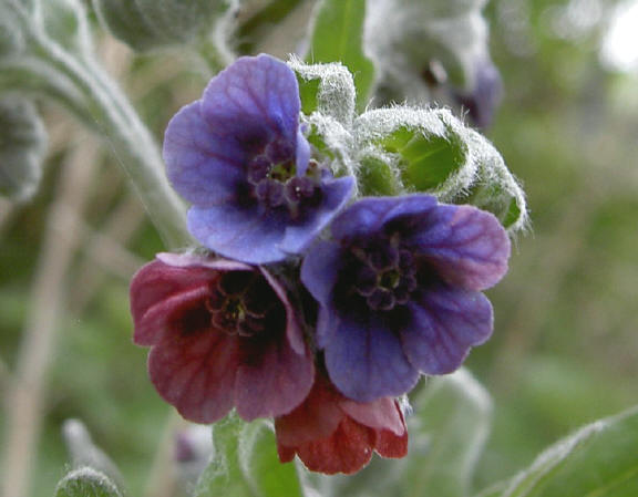 kleur in de duinen...