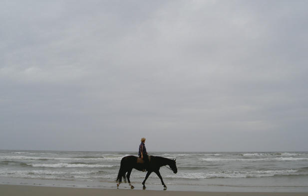een paard in de branding...