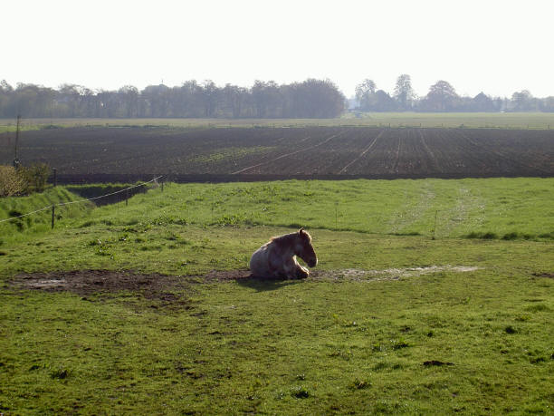 paard...