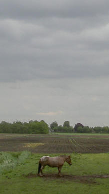 oud paard...