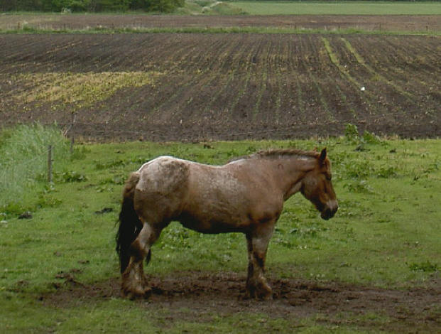 een paard lijkt nooit echt ontspannen te staan...