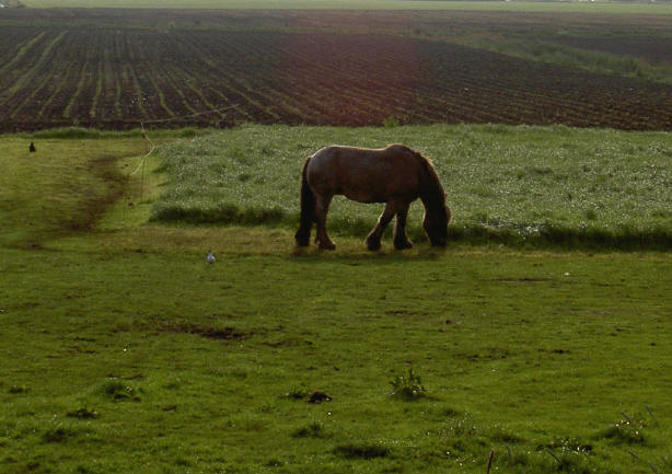 hij mag strook voor strook het gras wegeten...