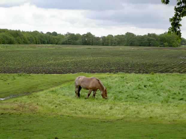 sinds kort is het hele grasveld beschikbaar om van te eten...