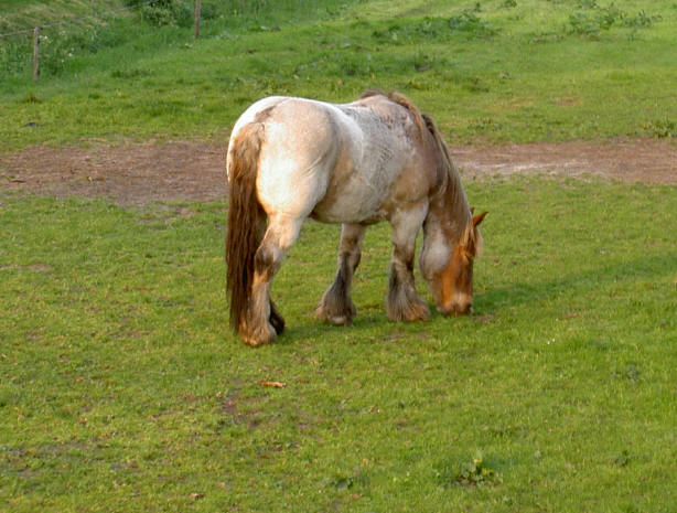 's middags loopt hij wat te grazen...
