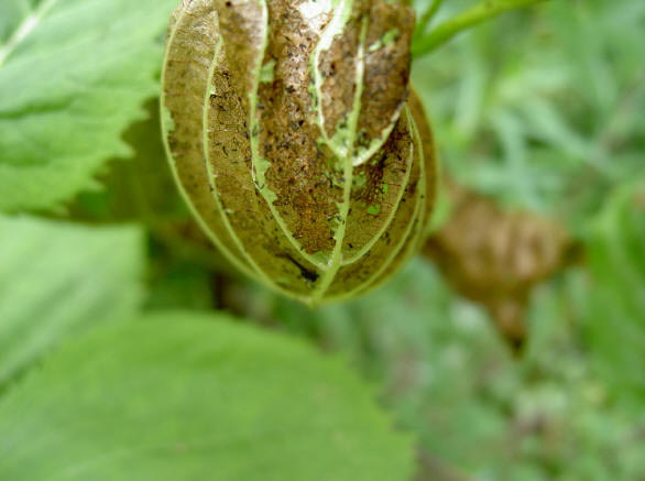 oud blaadje
