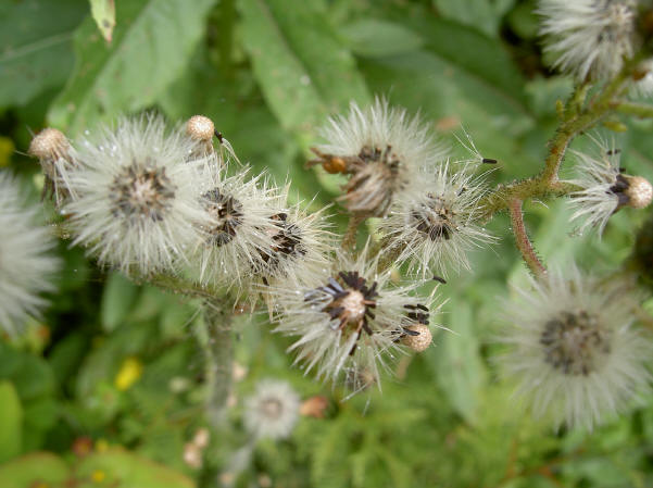 pluizebolletjes...
