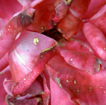 detail van een bloem...