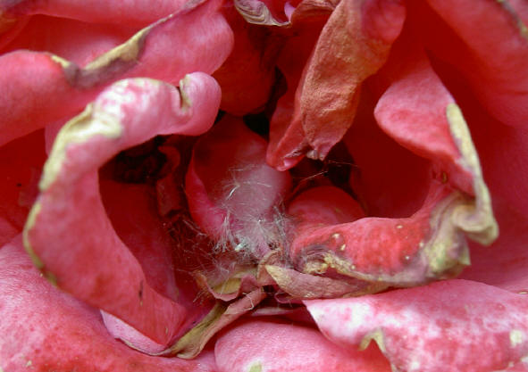 onherbergzaam bloemetje