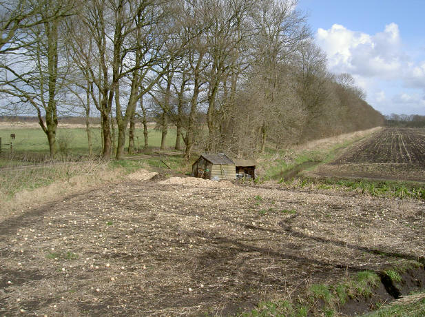 veldje vol oude aardappelen...