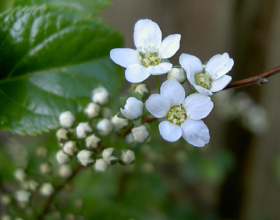 in de knop en voluit bloeiend...