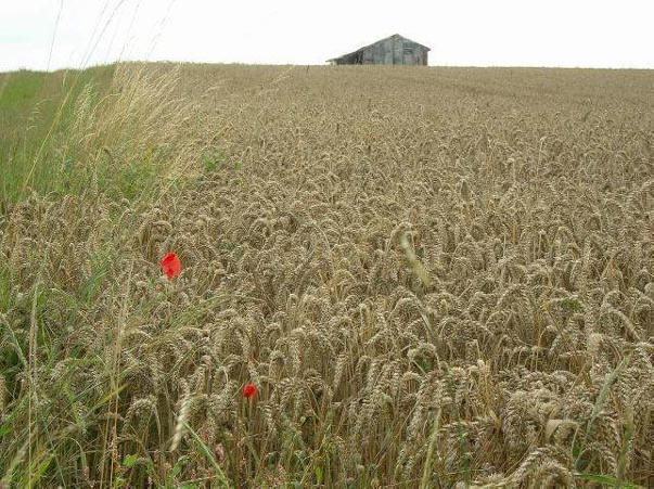 limburg...