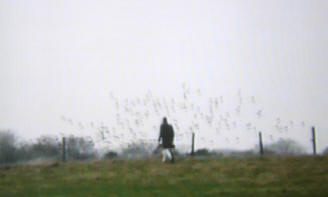 choreografie met zwerm vogels...
