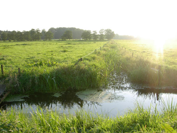 groene weilanden...