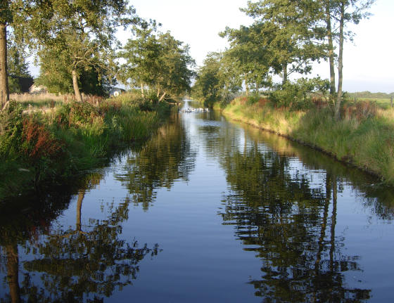 druk gakkende ganzen...
