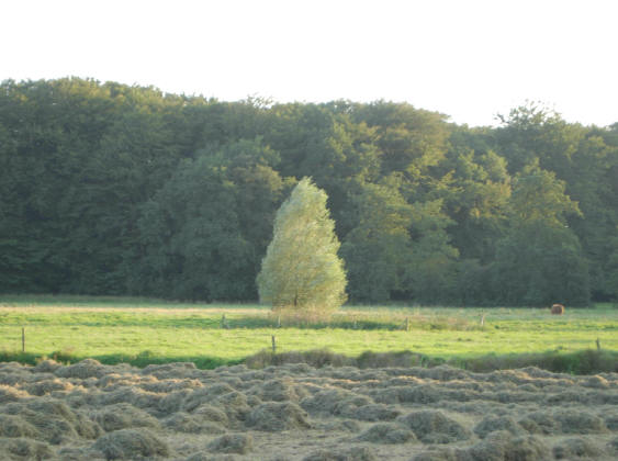 ijle boom...