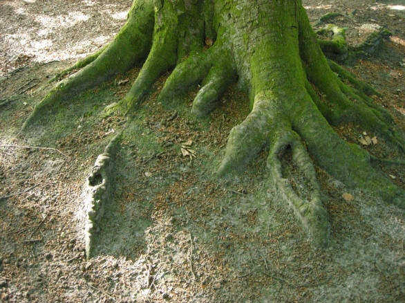 natuurcomposities...