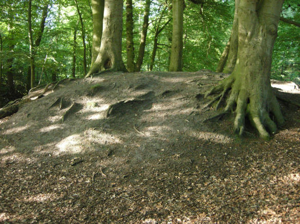 bosreuzen houden een heuvel vast...