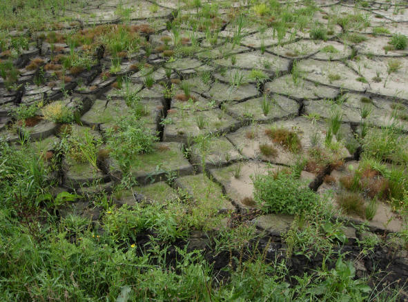 twee dagen eerder groeide er geen sprietje gras...
