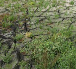 barsten in het groninger landschap…