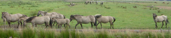 een kudde paarden...