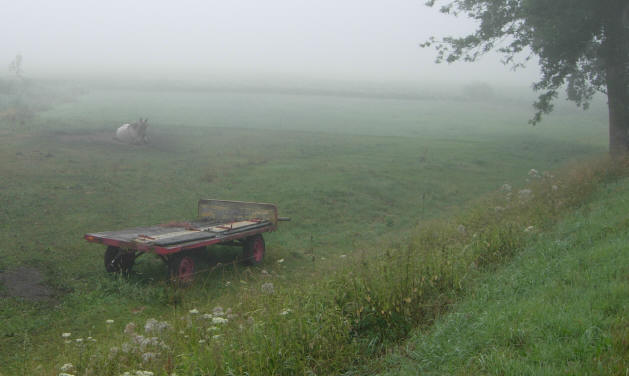 paard in de mist...