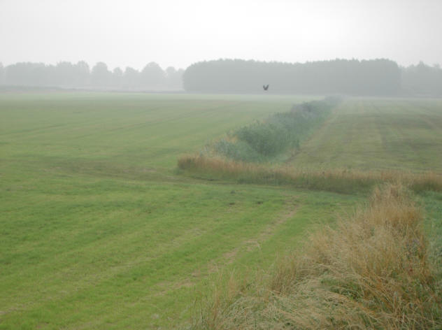 kraai in de mist...