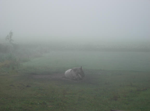 paard in de mist