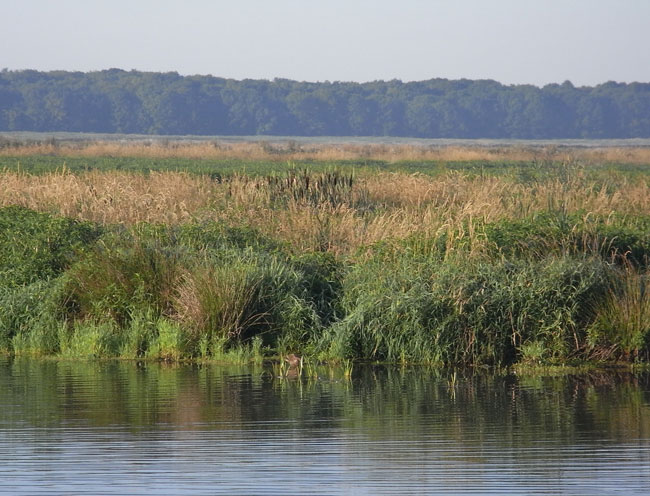 zoek de watervogel...