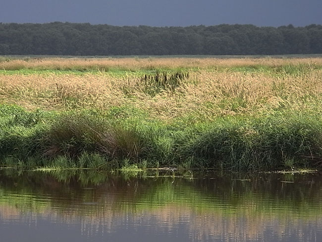 de bosrand is de rand van de polder...