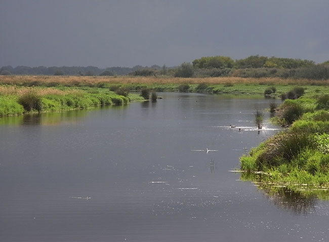 de polder zit vol vogels...