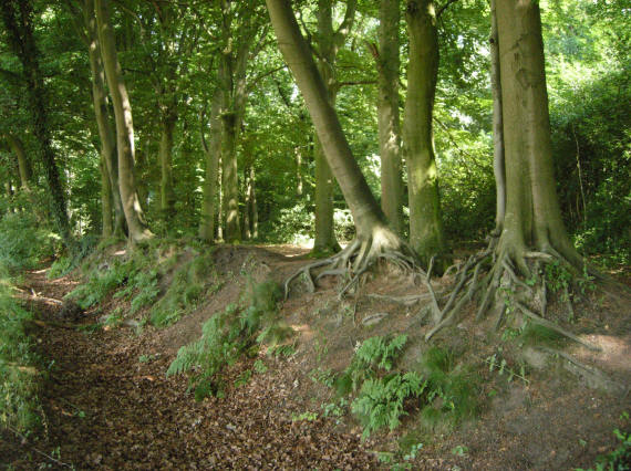 de wal aan de rand van het bos...