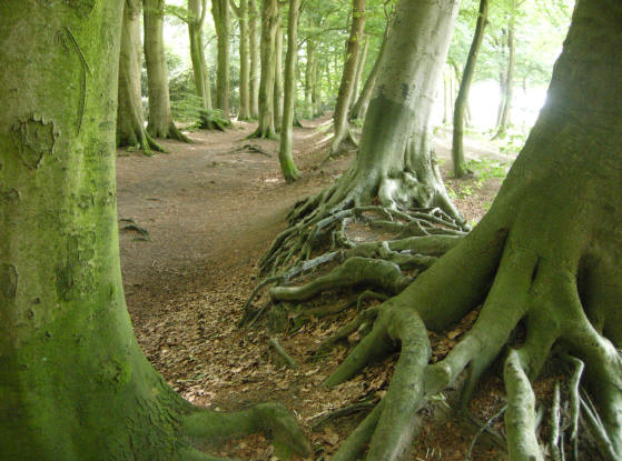 nergens zulke fraaie boomwortels als in het quintusbos...