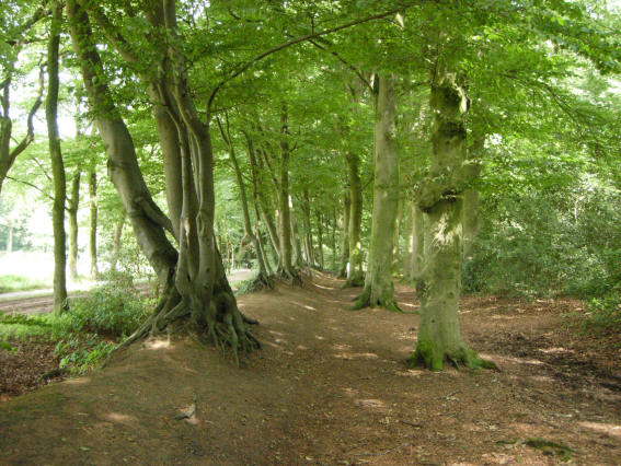 de rand van het bos, met links de zandweg...