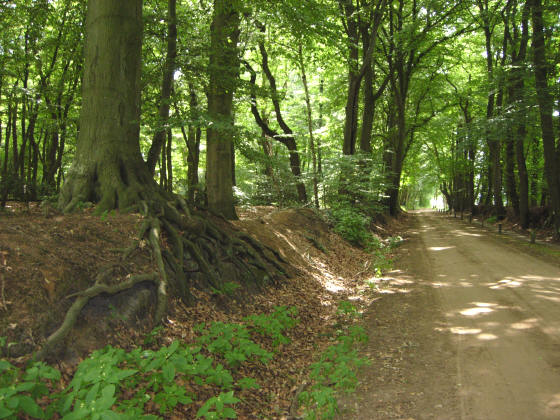 de zandweg langs het quintusbos...