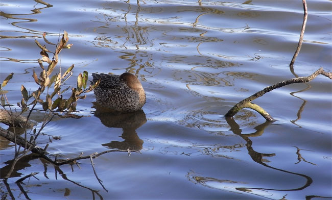 slapende eend in de westerplas...
