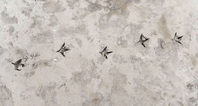 vogelpootjes zetten stempels in het zand...