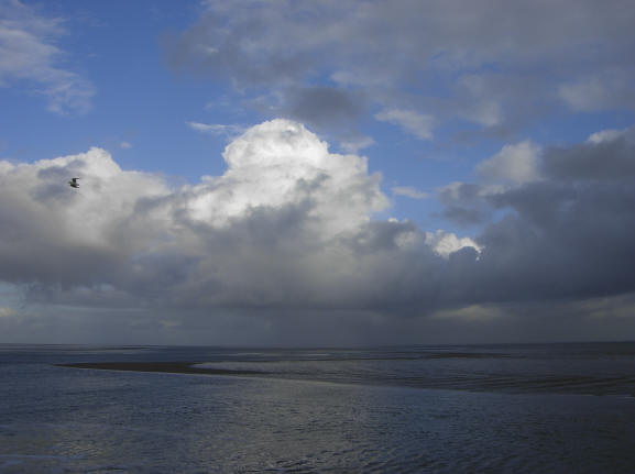 een meeuw boven de waddenzee...