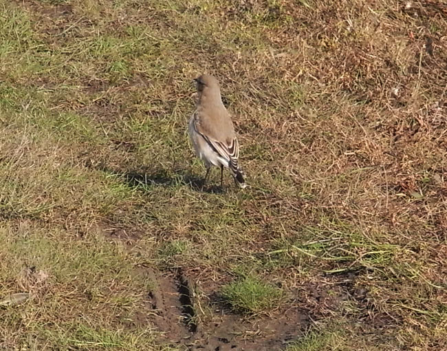 vogel in de kobbeduinen...