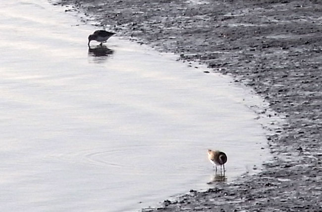 scharrelend op het wad...