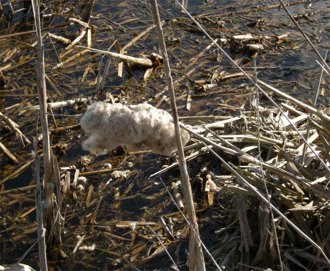 wollig