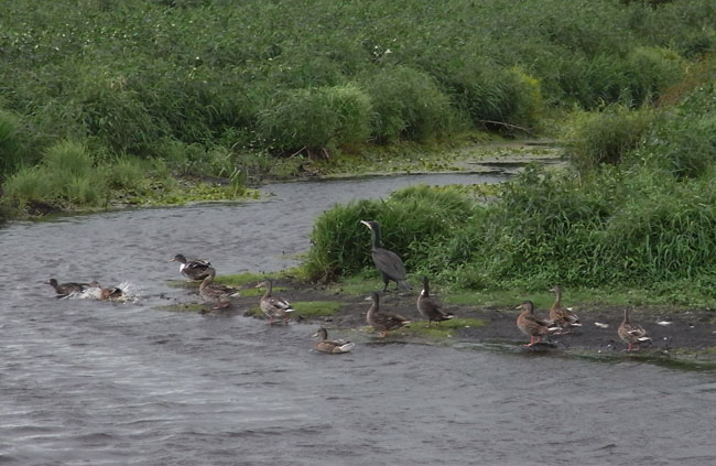 heel veel vogels...