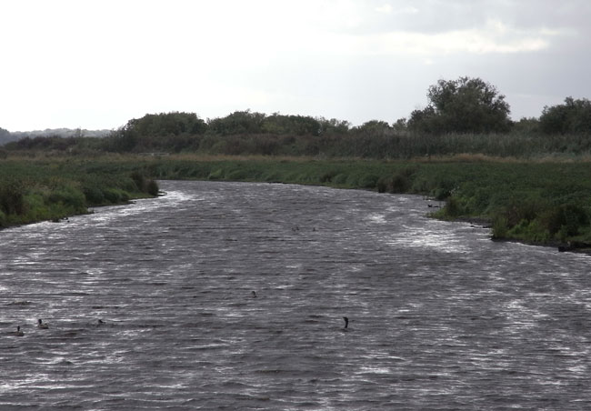vol watervogels...