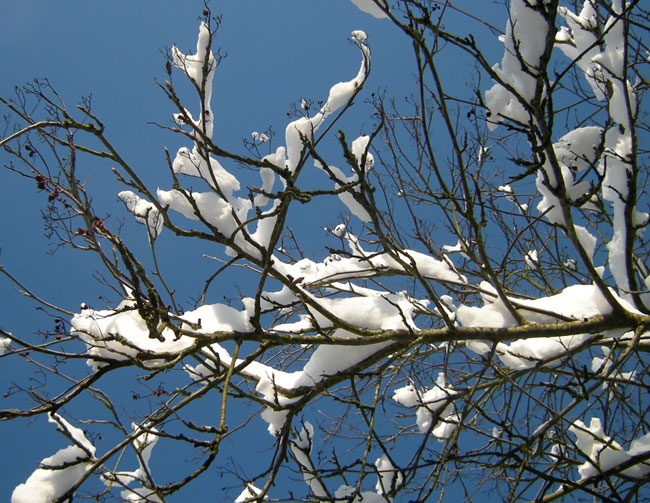 besneeuwde takken...