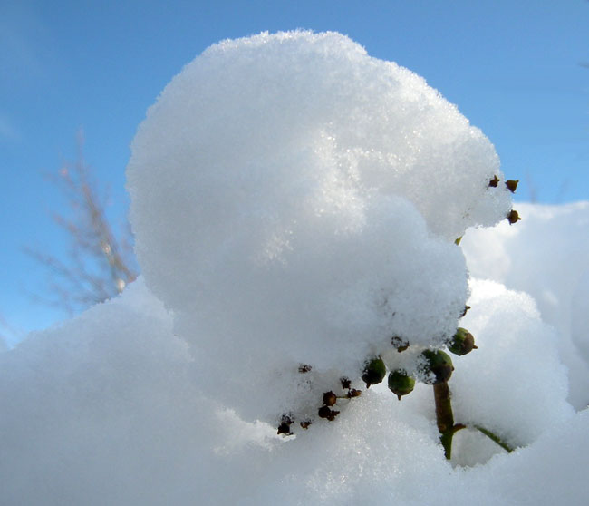 bolletje sneeuw...