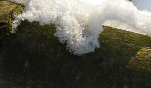 sneeuw en boom