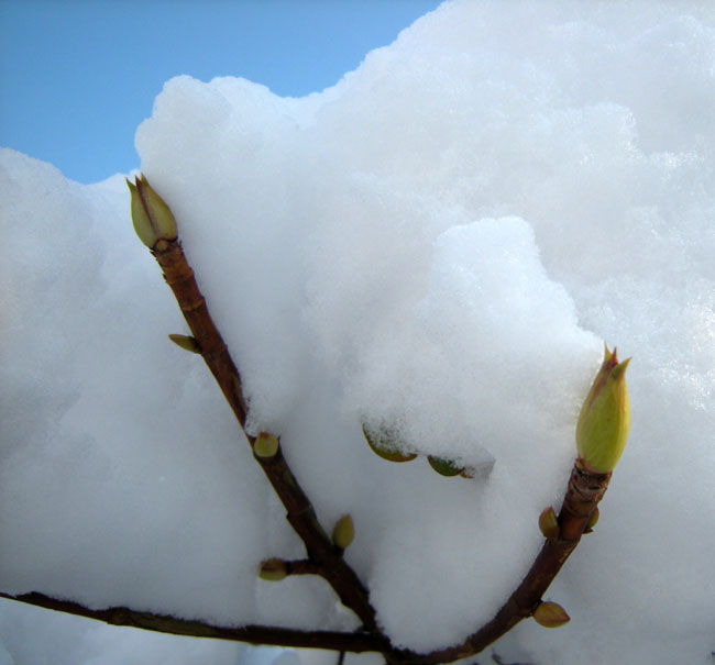knoppen in de sneeuw..