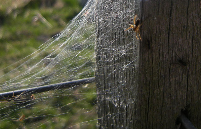 het web...